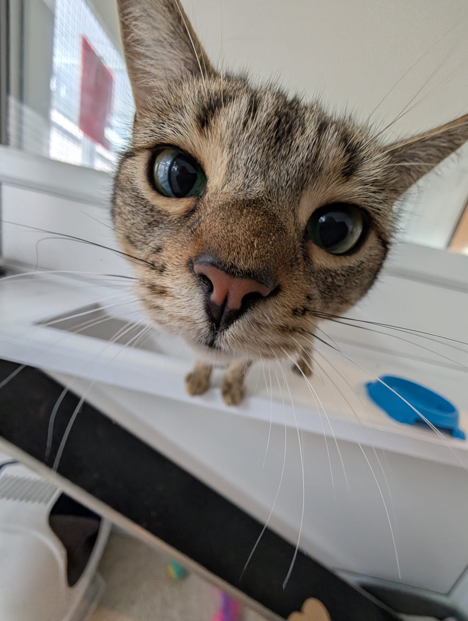 Paw4