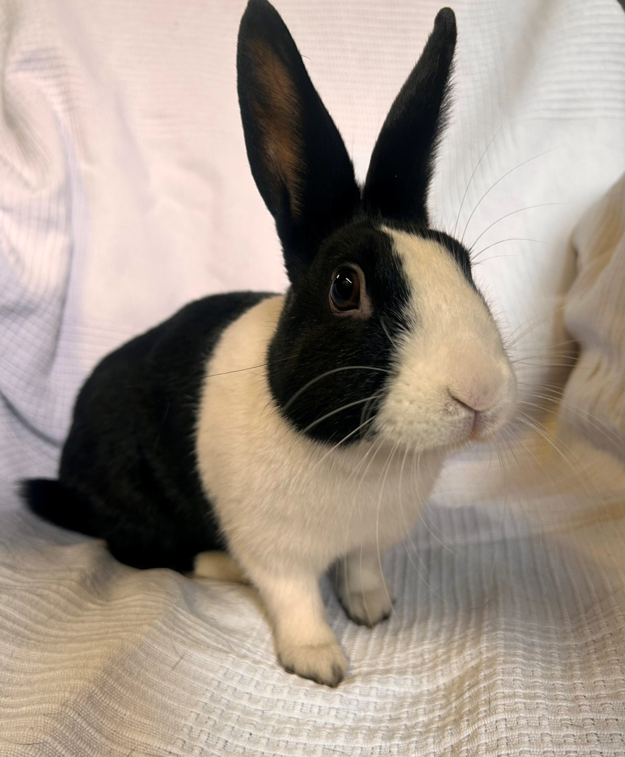 Penelope — photo 1