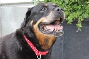 Rottweiler