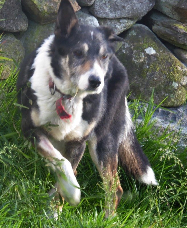 From neglected farm dog to life as a beloved pet.