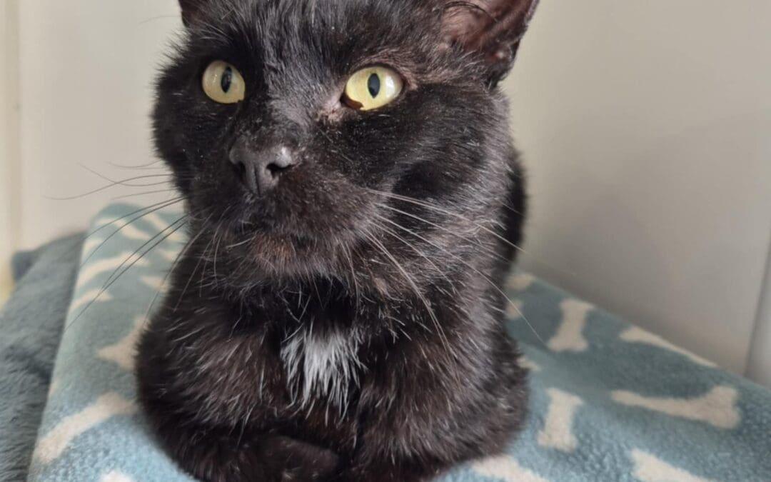 Simon