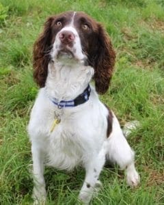 Stronger Spaniel