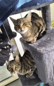 TRIGG AND FLISS TOGETHER NEW