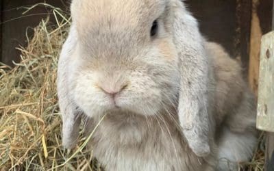 Neutering a rabbit – why is it important?