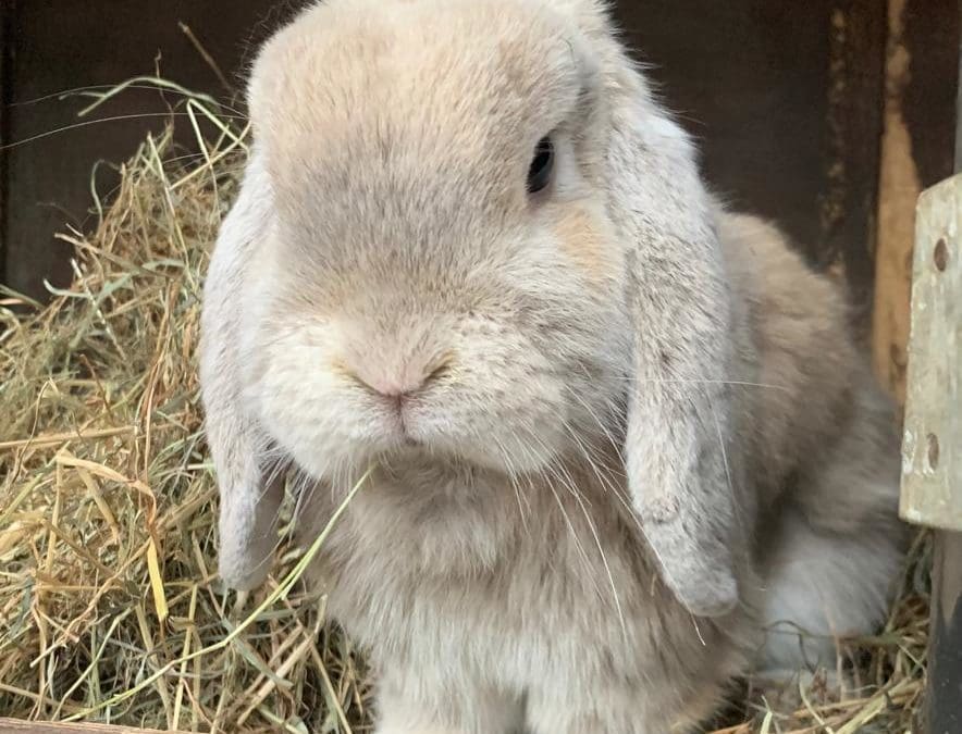 Neutering a rabbit – why is it important?