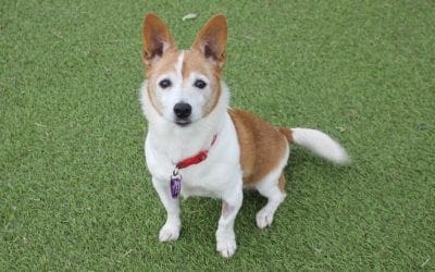 Vacancies Freshfields Animal Rescue