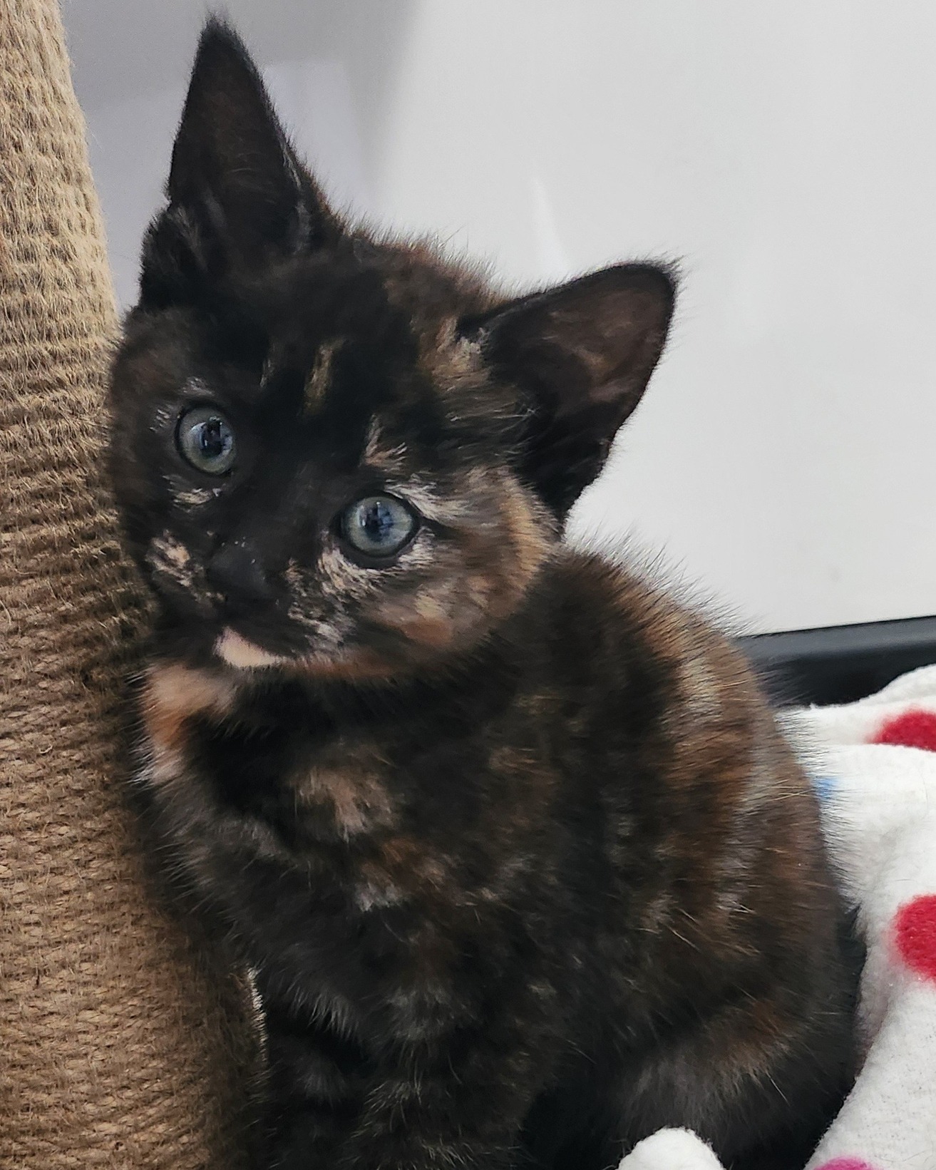WALES KITTEN 2 JUNE 2024