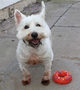 West Highland Terrier