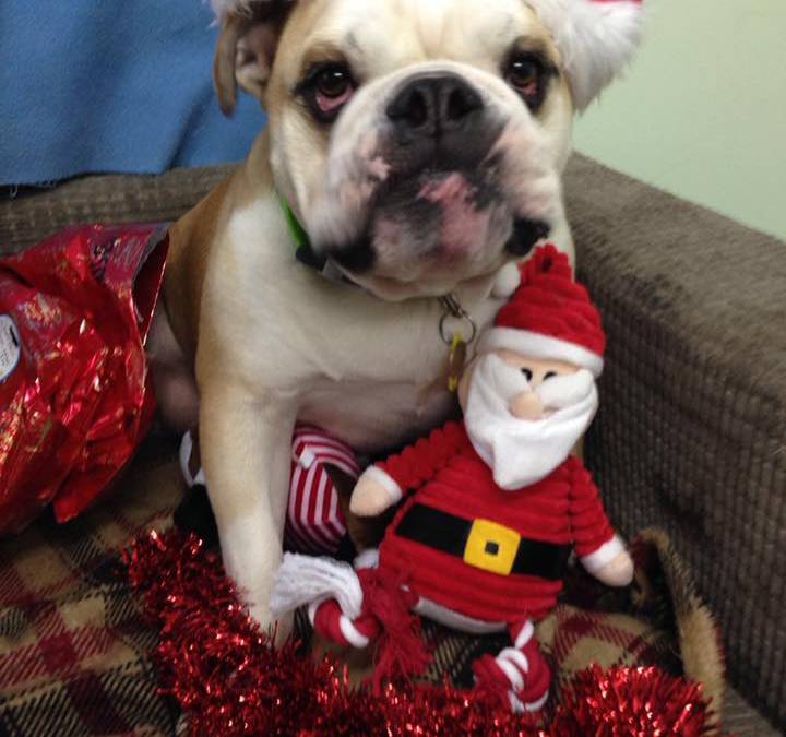 Season’s Greetings from Freshfields Animal Rescue