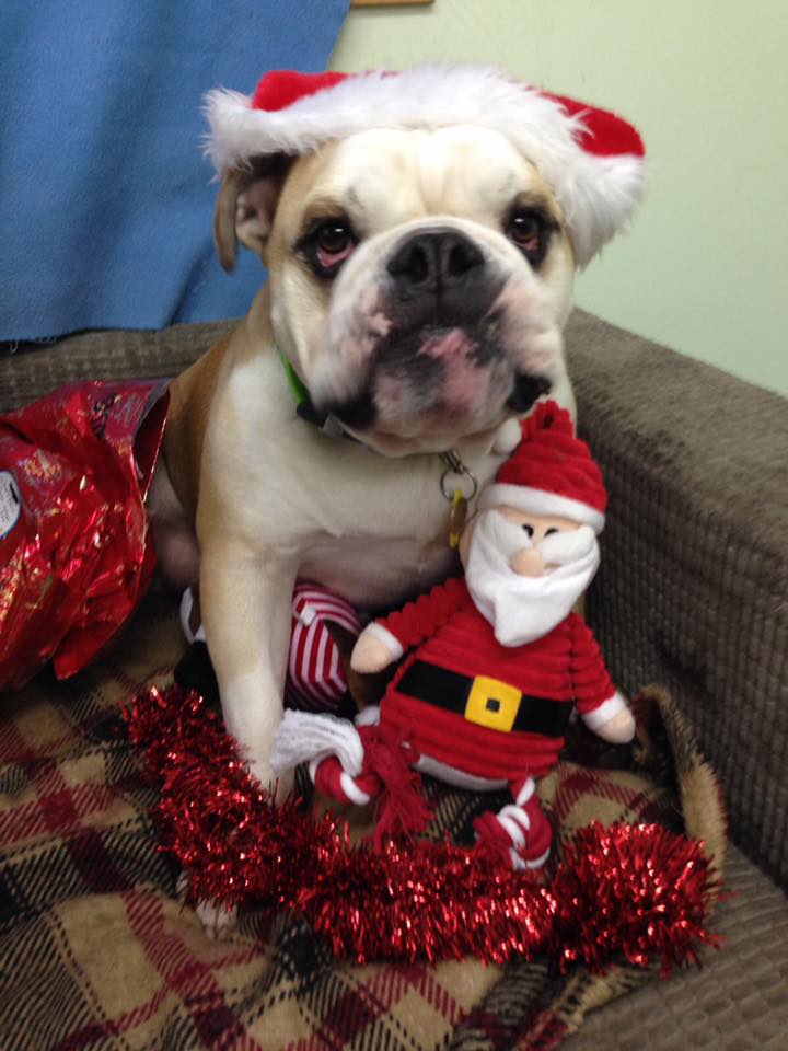 Season�s Greetings from Freshfields Animal Rescue