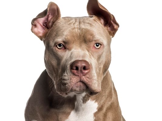 XL bully (net)
