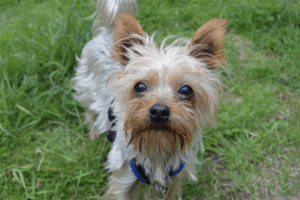 Yorkshire Terrier