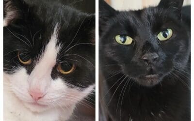Bertie and Tilly