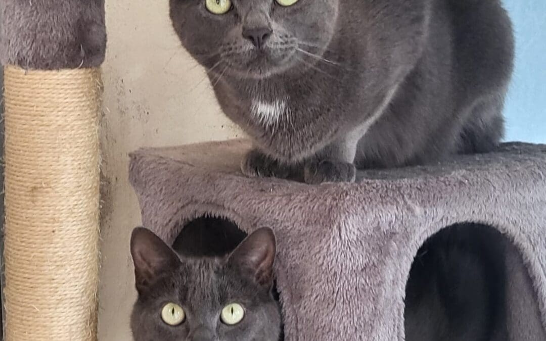 Blue and Belle