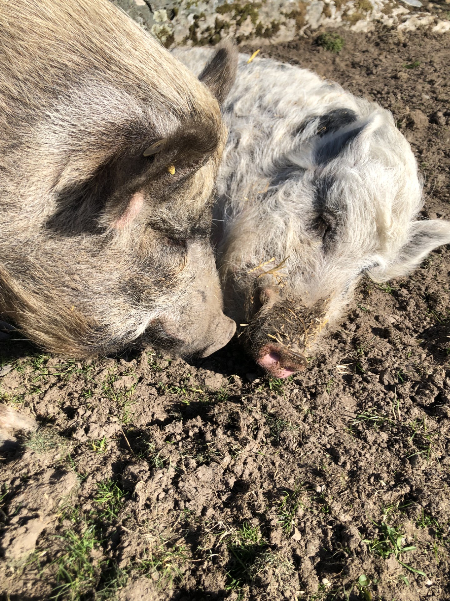 brotherly love