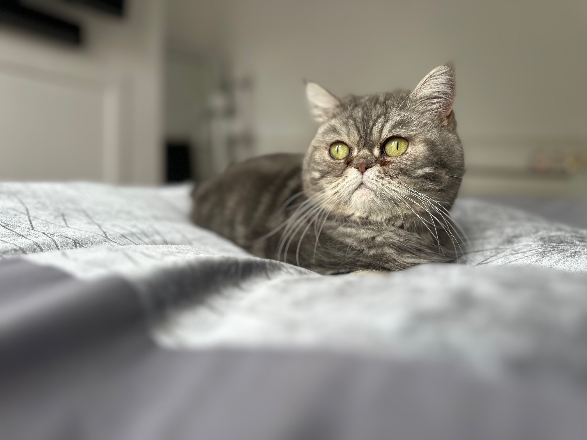 cait
