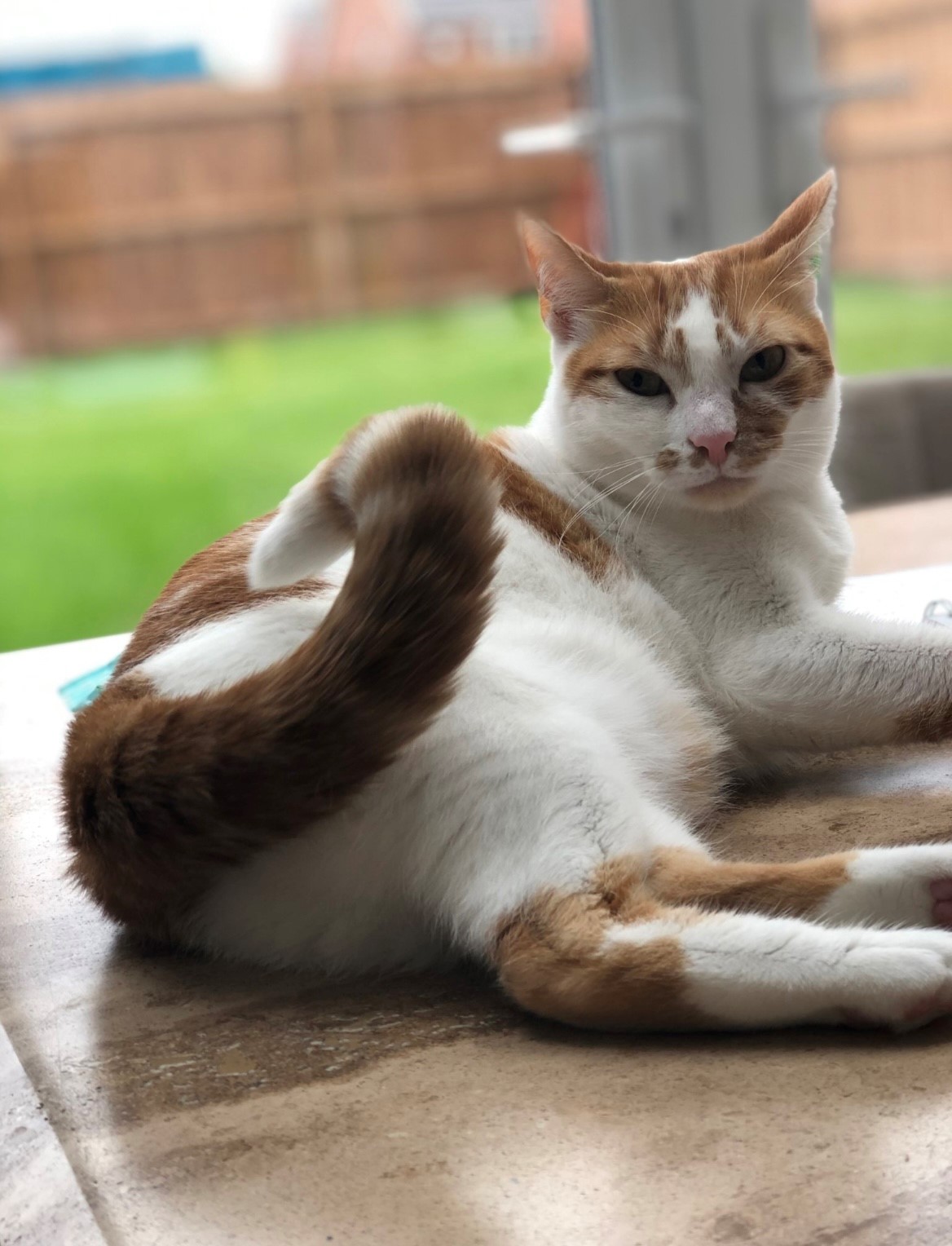 Freshfield animal rescue best sale cats