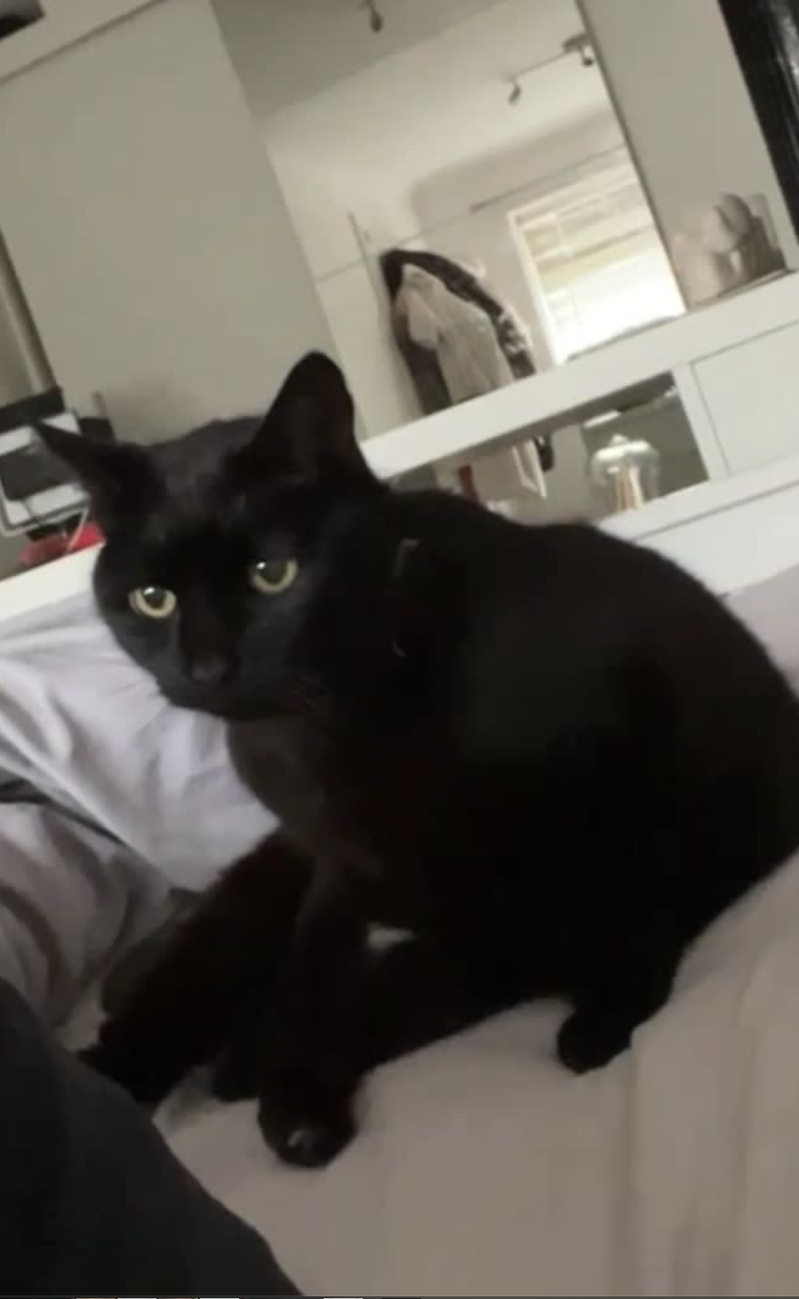 cat
