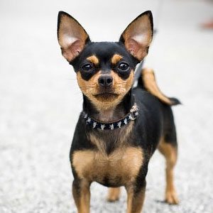 CHIHUAHUA