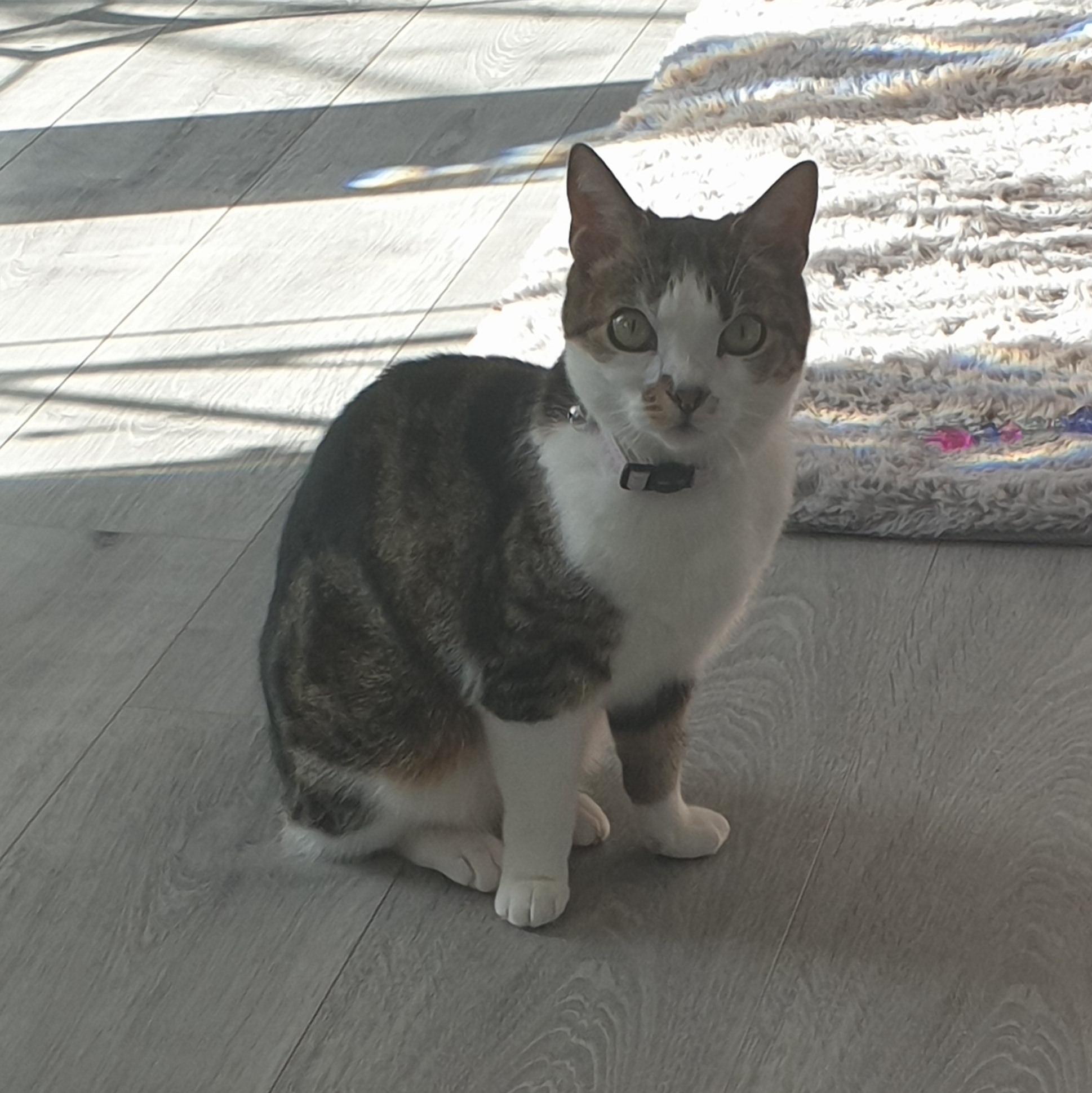 cleo