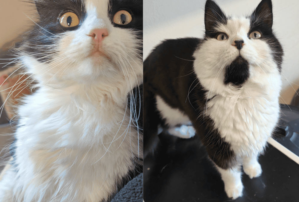 Merlo & Kiko