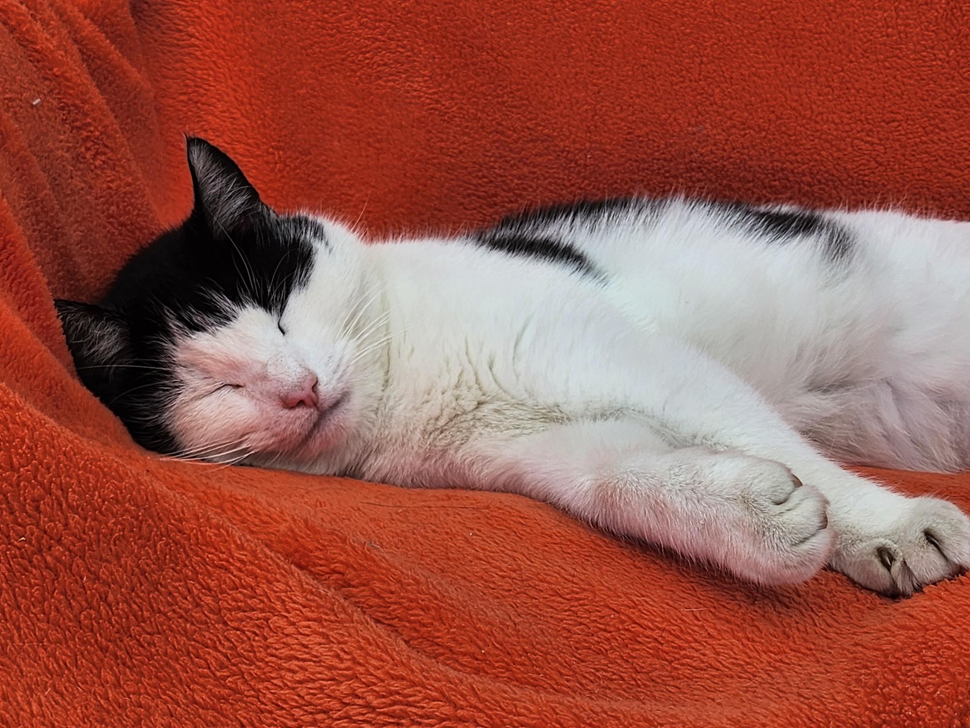 comfy kitty