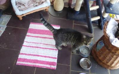 Basil waiting for dinner in the Conservatory.