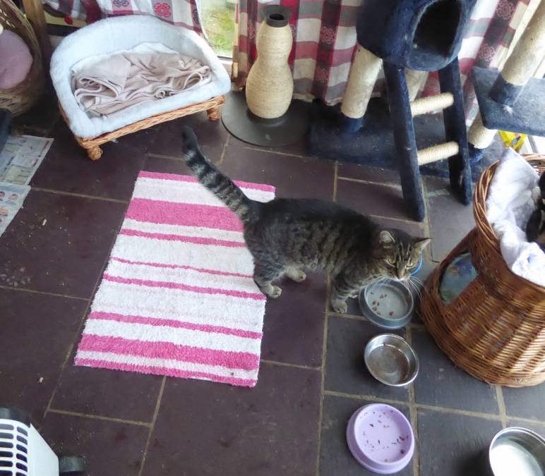 Basil waiting for dinner in the Conservatory.
