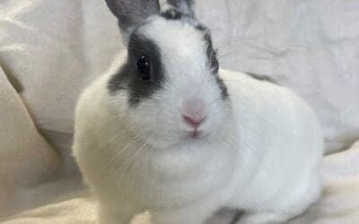 Darla