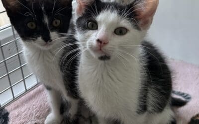 Eden & Edison