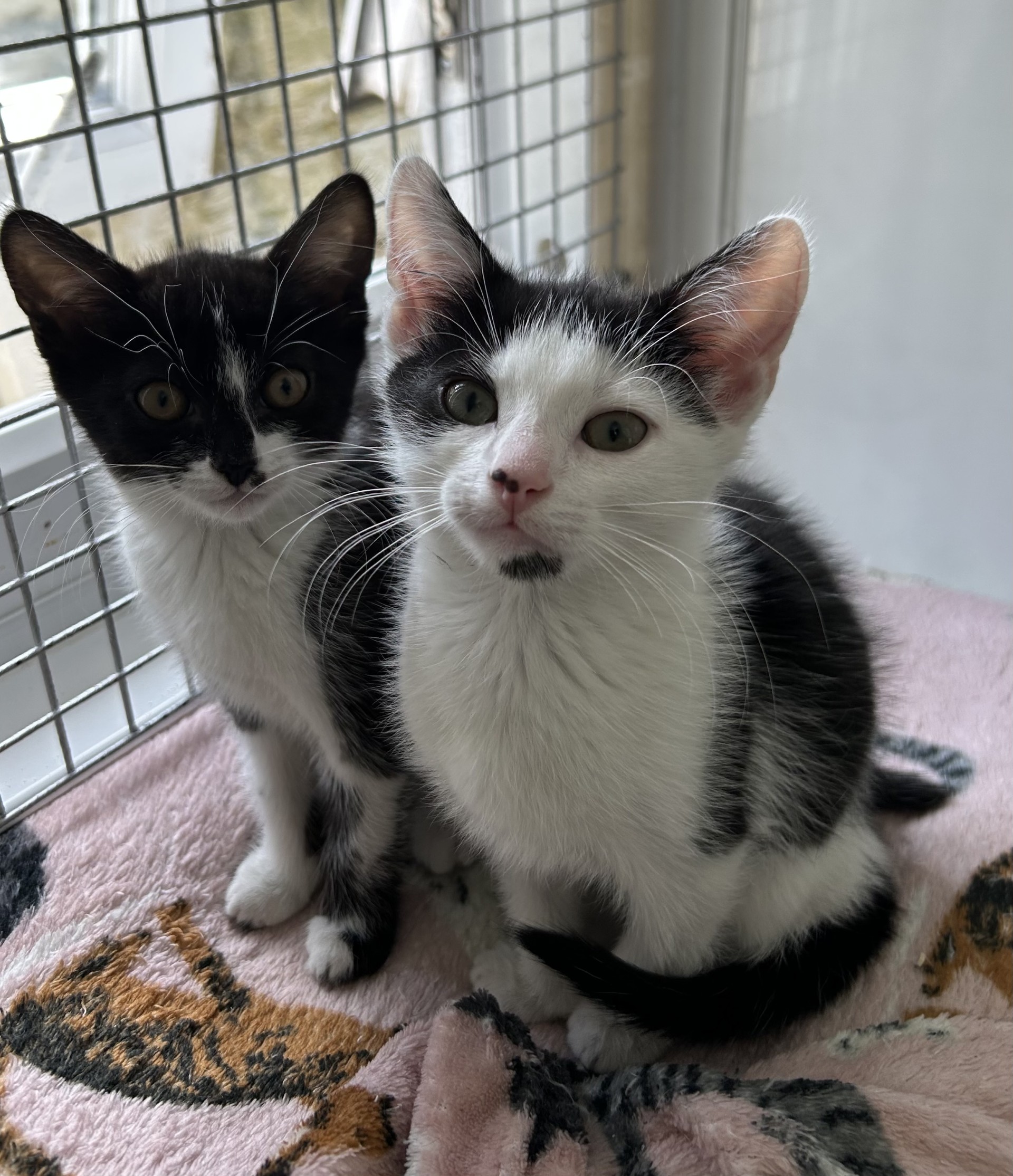 eden and edison