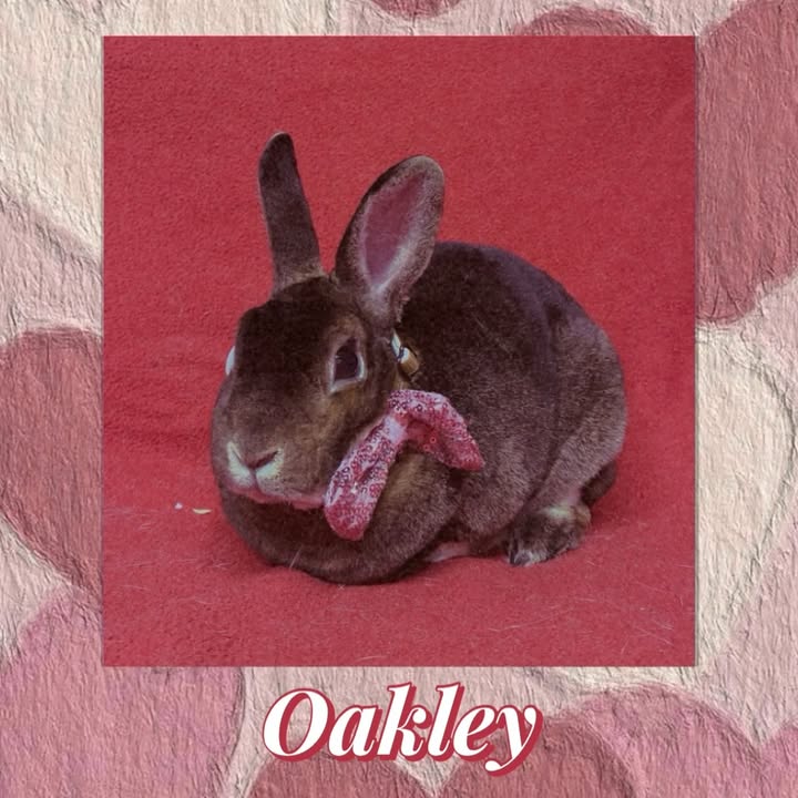 Freshfields Animal Rescue