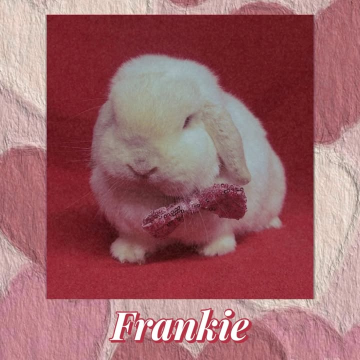 Freshfields Animal Rescue