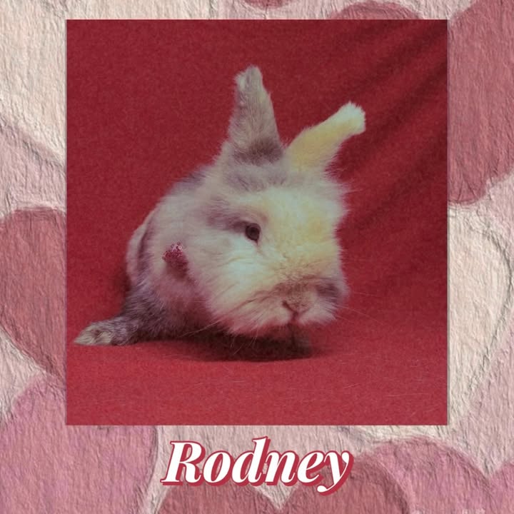 Freshfields Animal Rescue