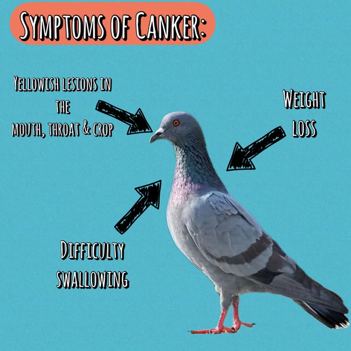 Freshfields Animal Rescue