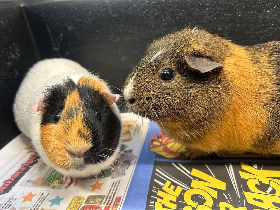 Freshfields Animal Rescue