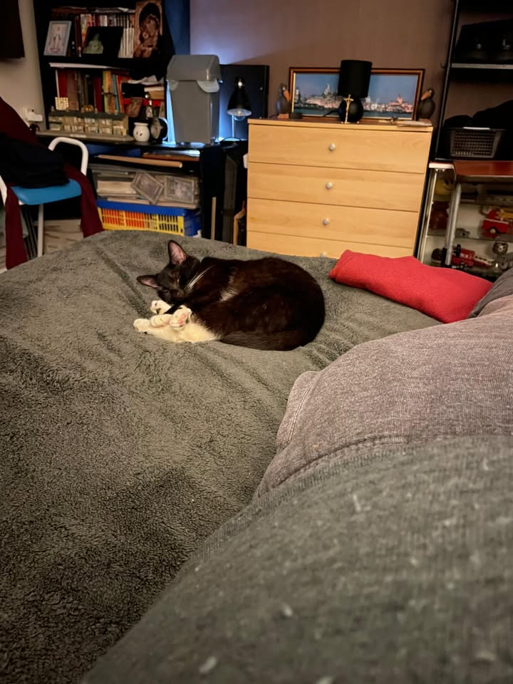 Freshfields Animal Rescue