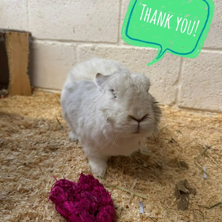 Freshfields Animal Rescue