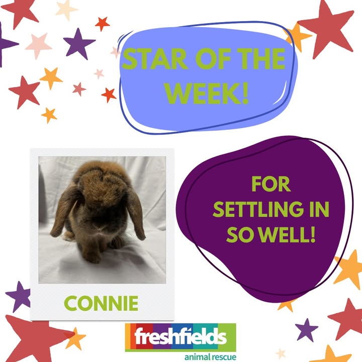 Freshfields Animal Rescue