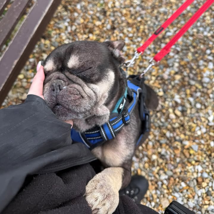 Freshfields Animal Rescue