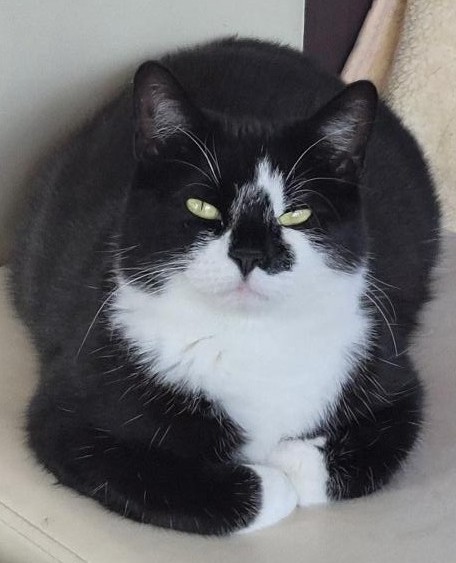 Freshfields Animal Rescue