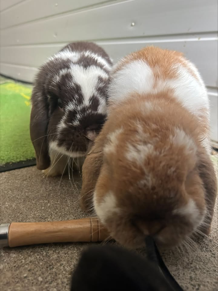 Freshfields Animal Rescue