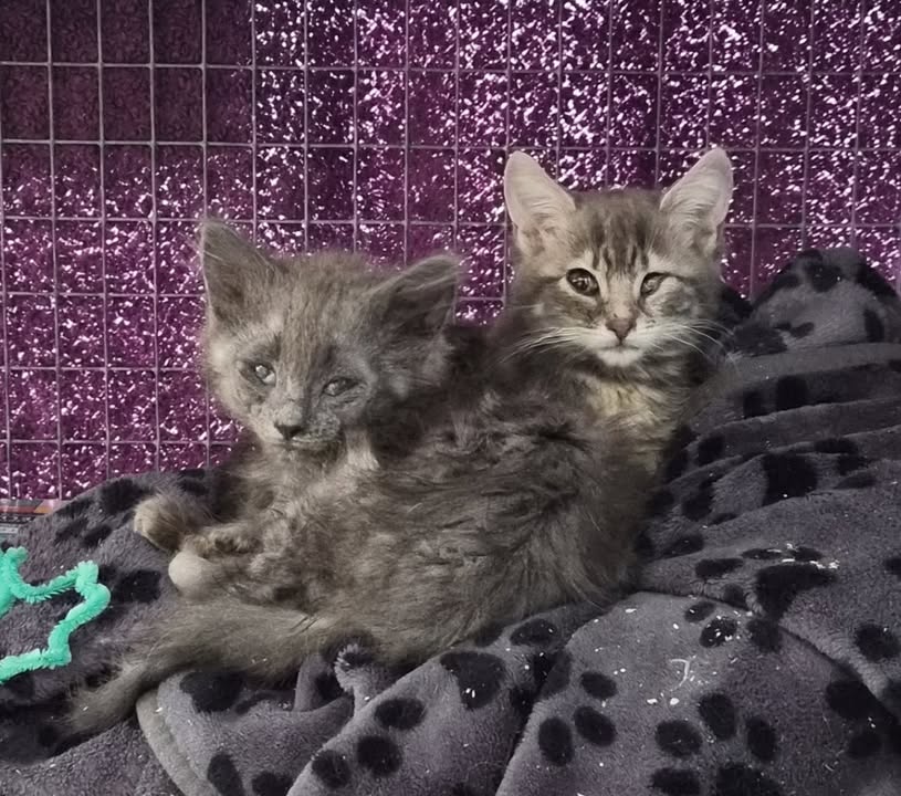 Freshfields Animal Rescue