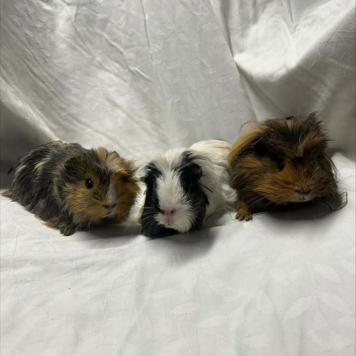 Freshfields Animal Rescue