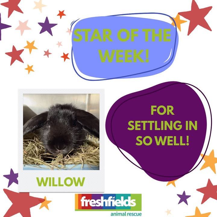 Freshfields Animal Rescue