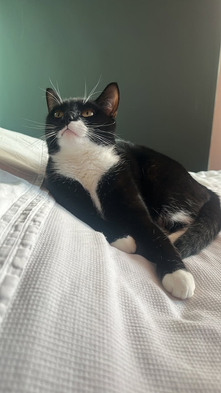 Freshfields Animal Rescue