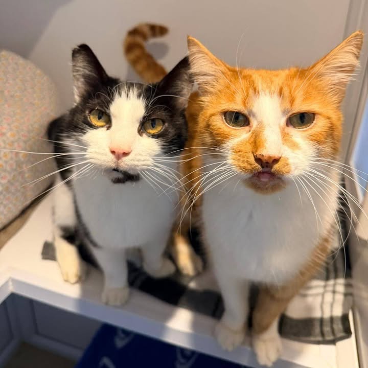 Freshfields Animal Rescue