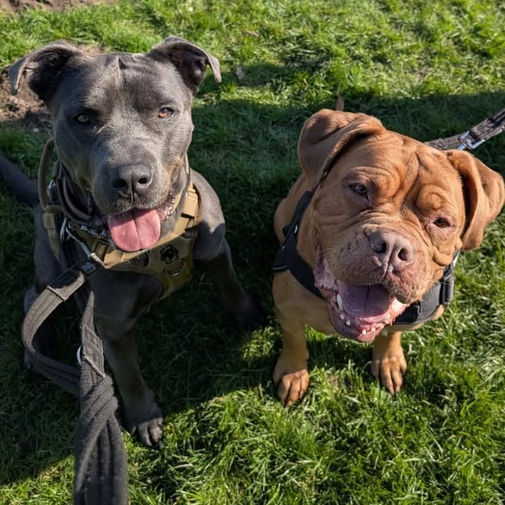 Freshfields Animal Rescue