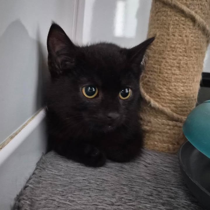 Freshfields Animal Rescue