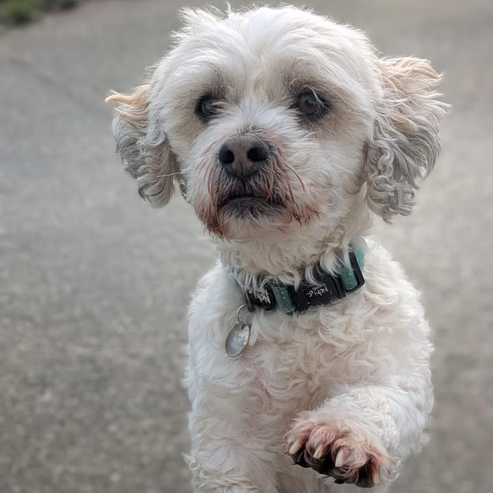 Freshfields Animal Rescue